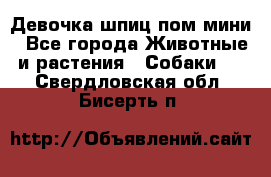 Девочка шпиц пом мини - Все города Животные и растения » Собаки   . Свердловская обл.,Бисерть п.